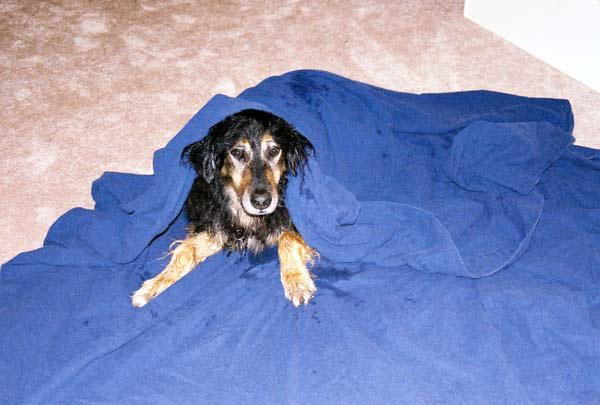 Bubba drying off.